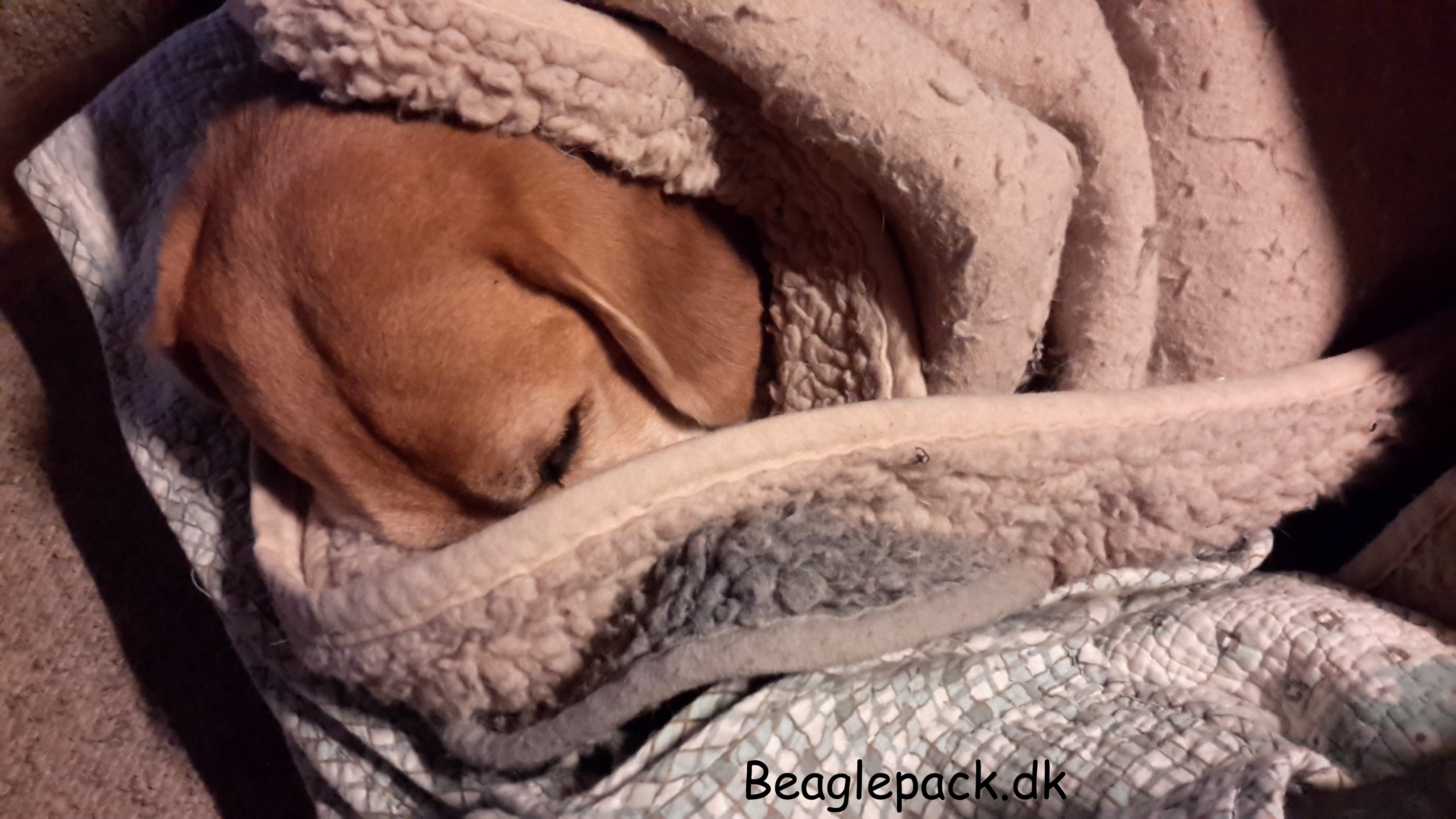 Beagle i svøb