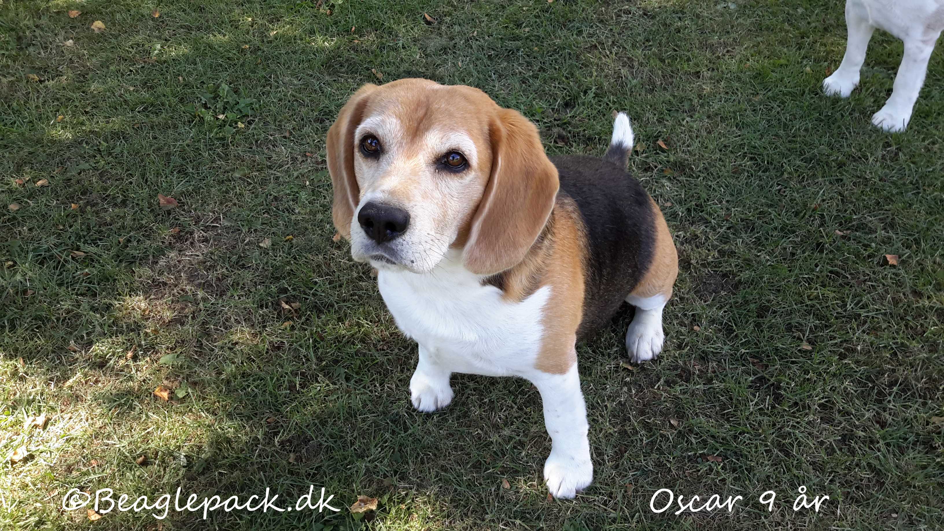 Oscar 9 år