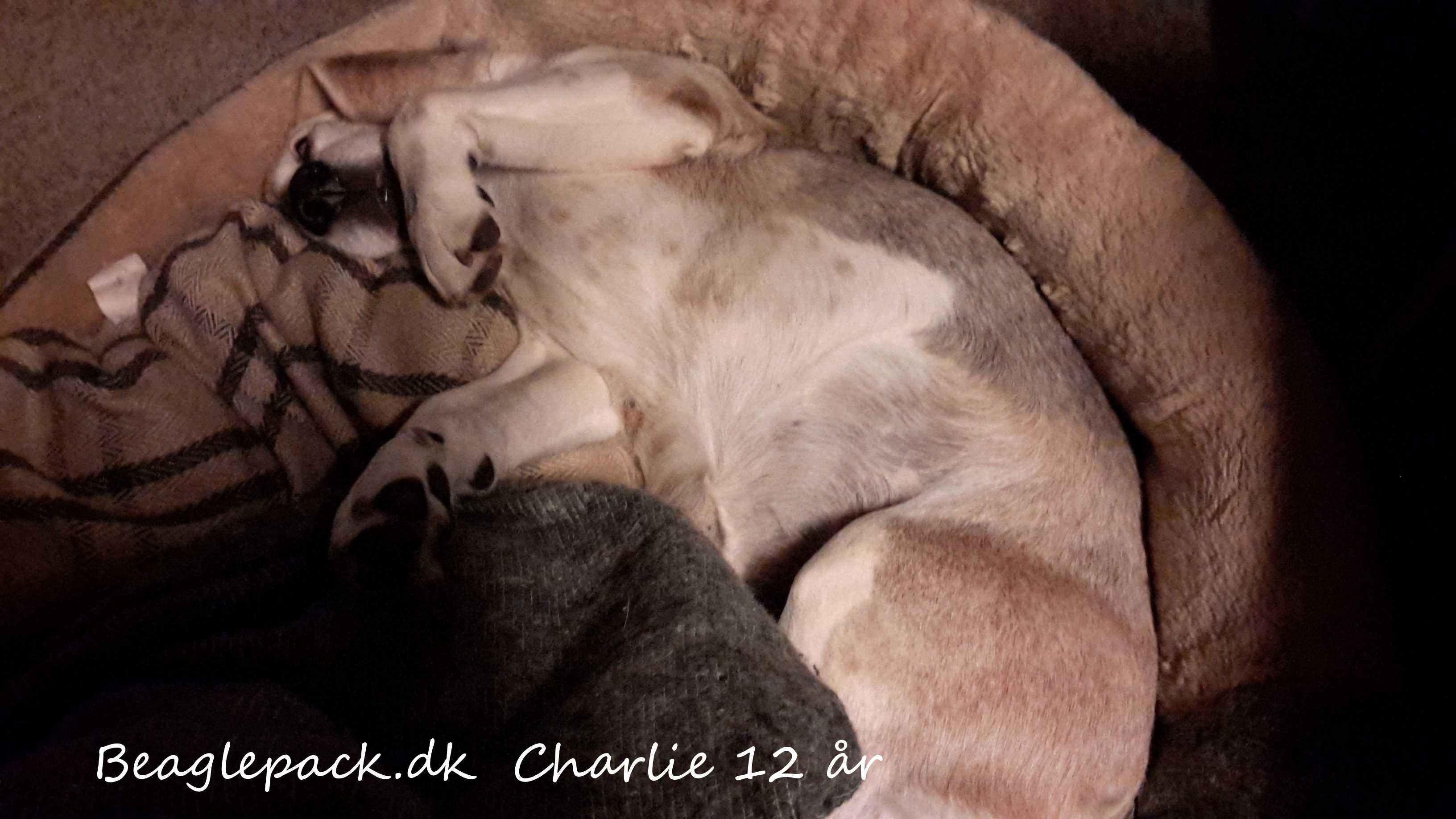 Charlie 12 år