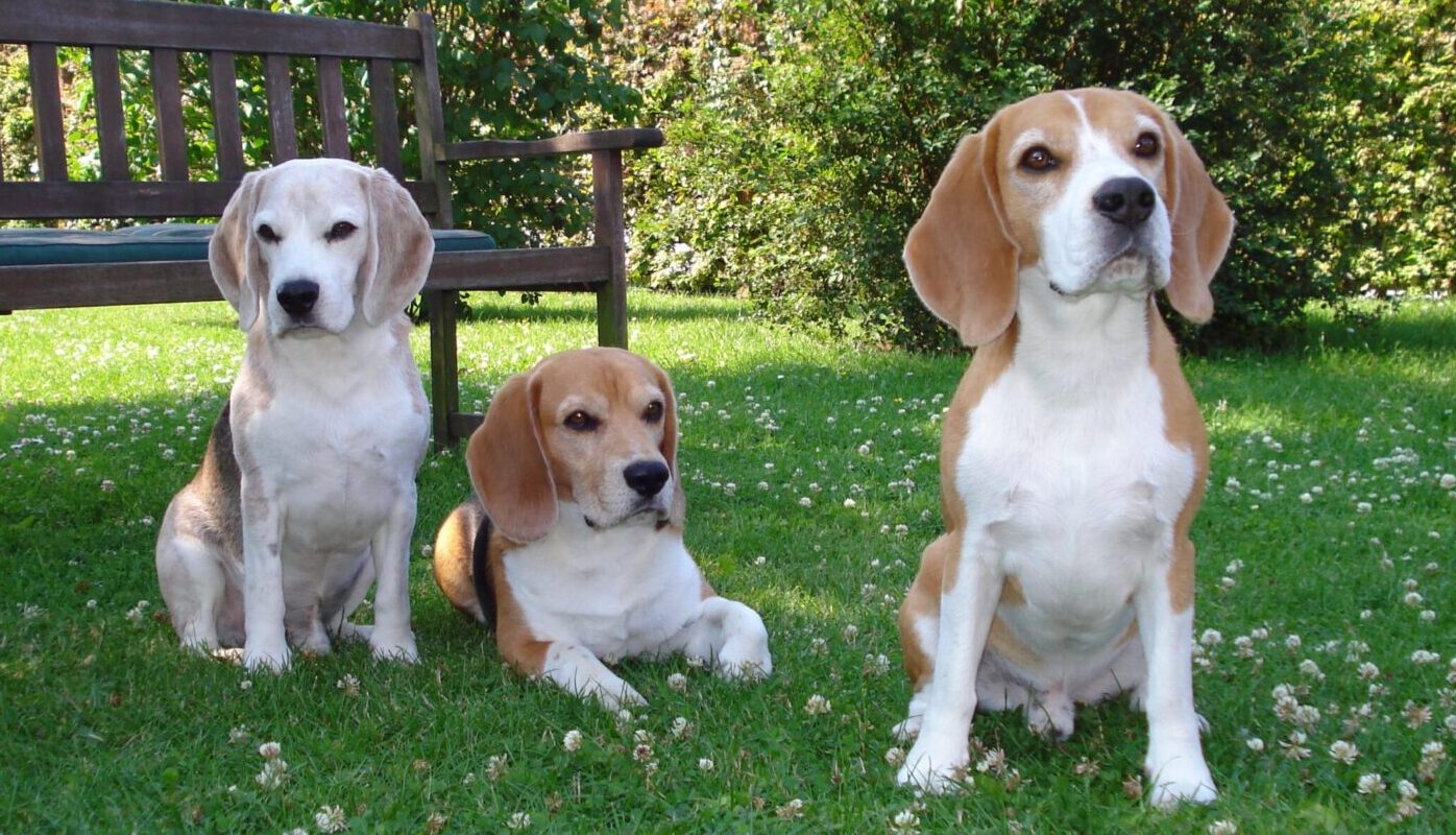 Beaglepack.dk